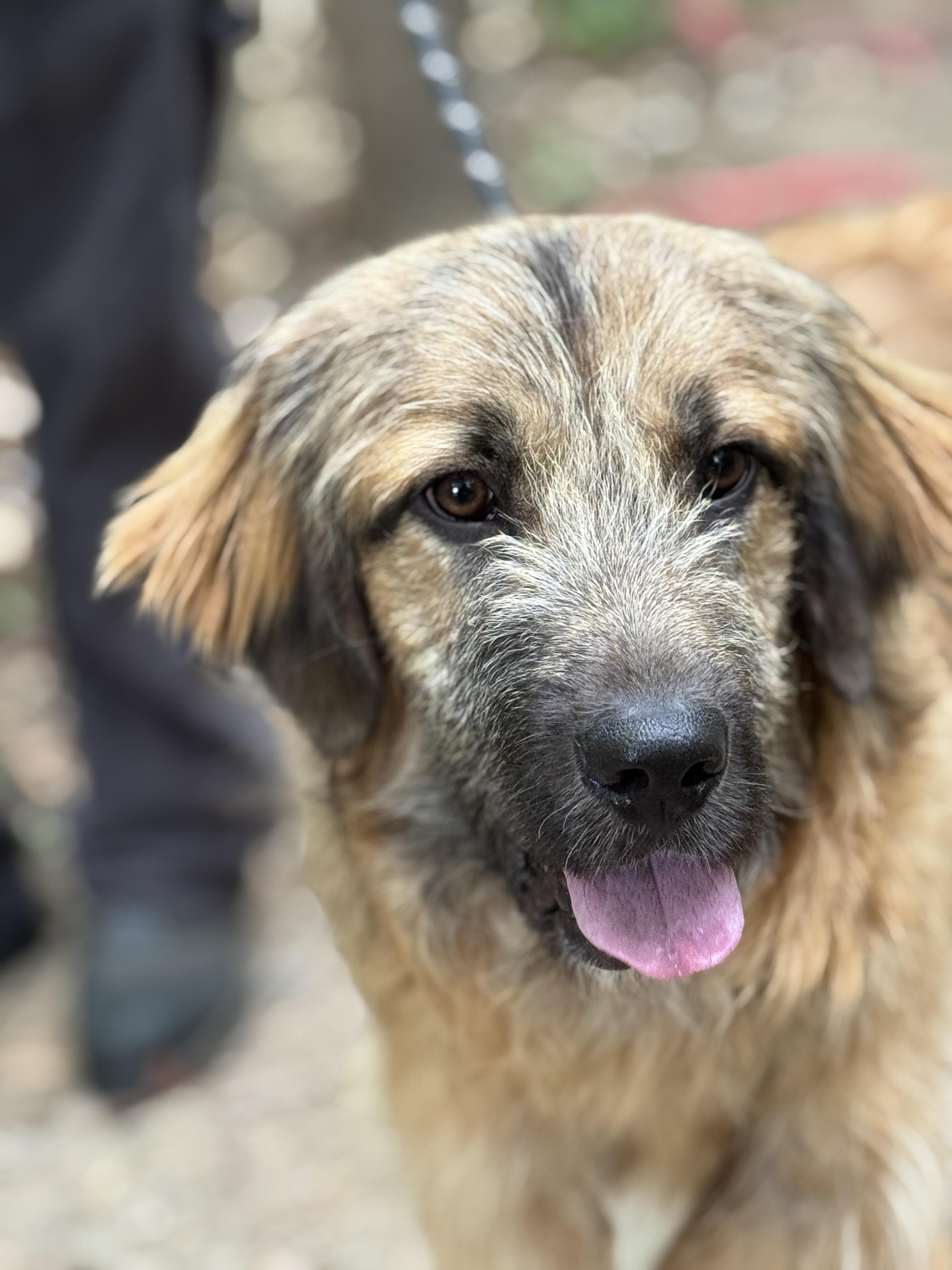 Enlarge Neville, a ADOPTABLE mixed breed in Richmond, VA image 4/6