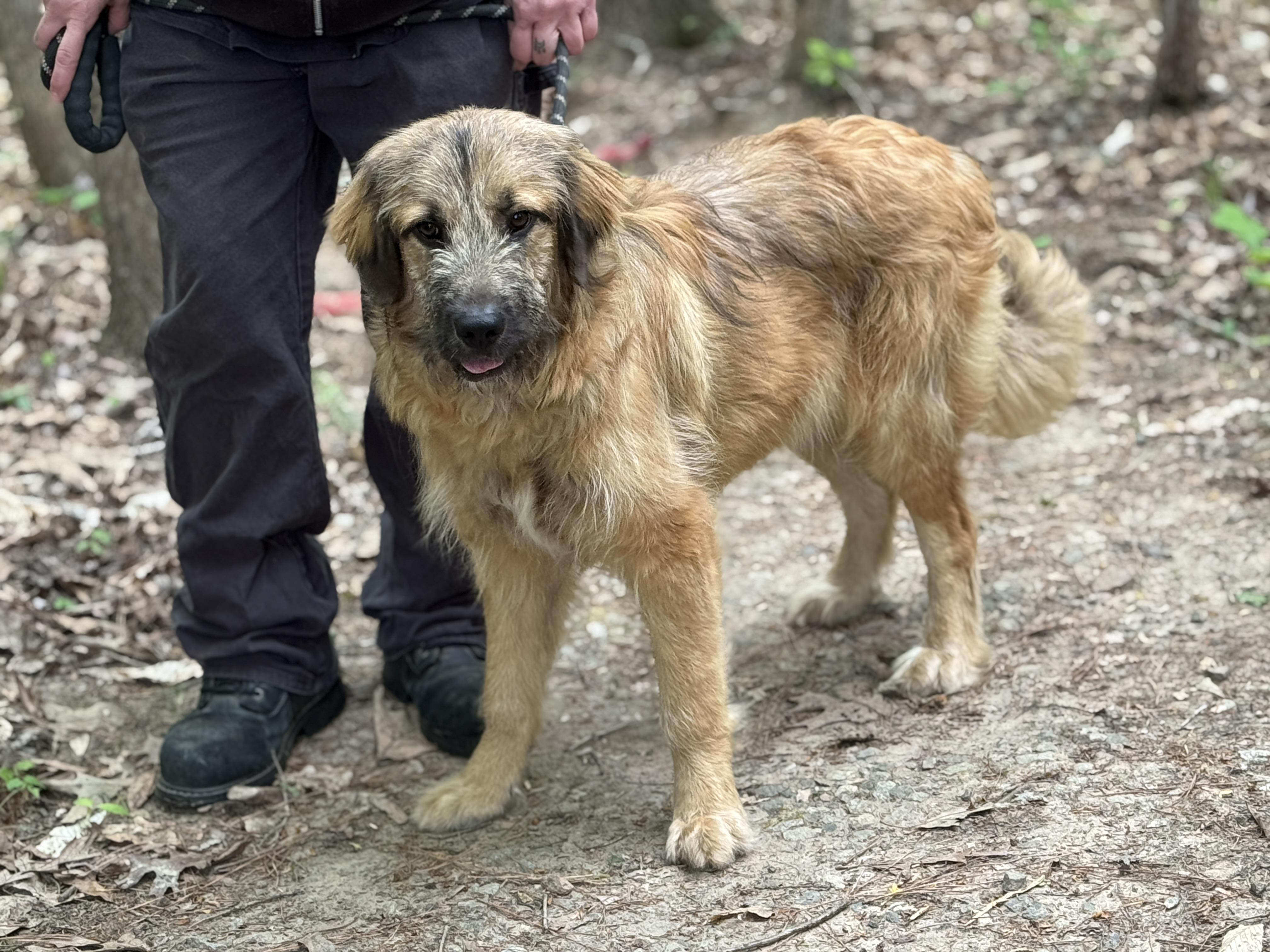 Enlarge Neville, a ADOPTABLE mixed breed in Richmond, VA image 5/6