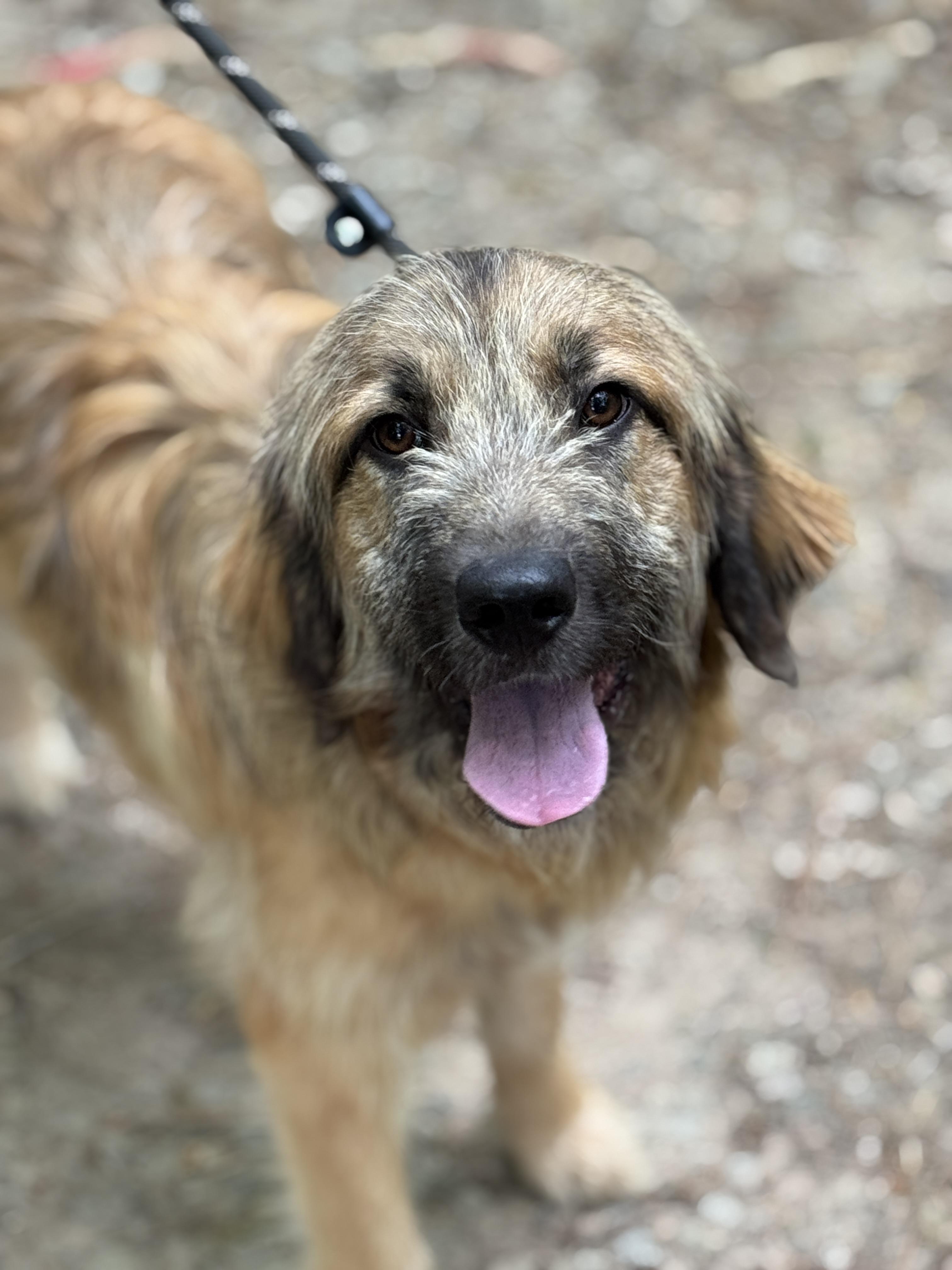 Enlarge Neville, a ADOPTABLE mixed breed in Richmond, VA image 6/6