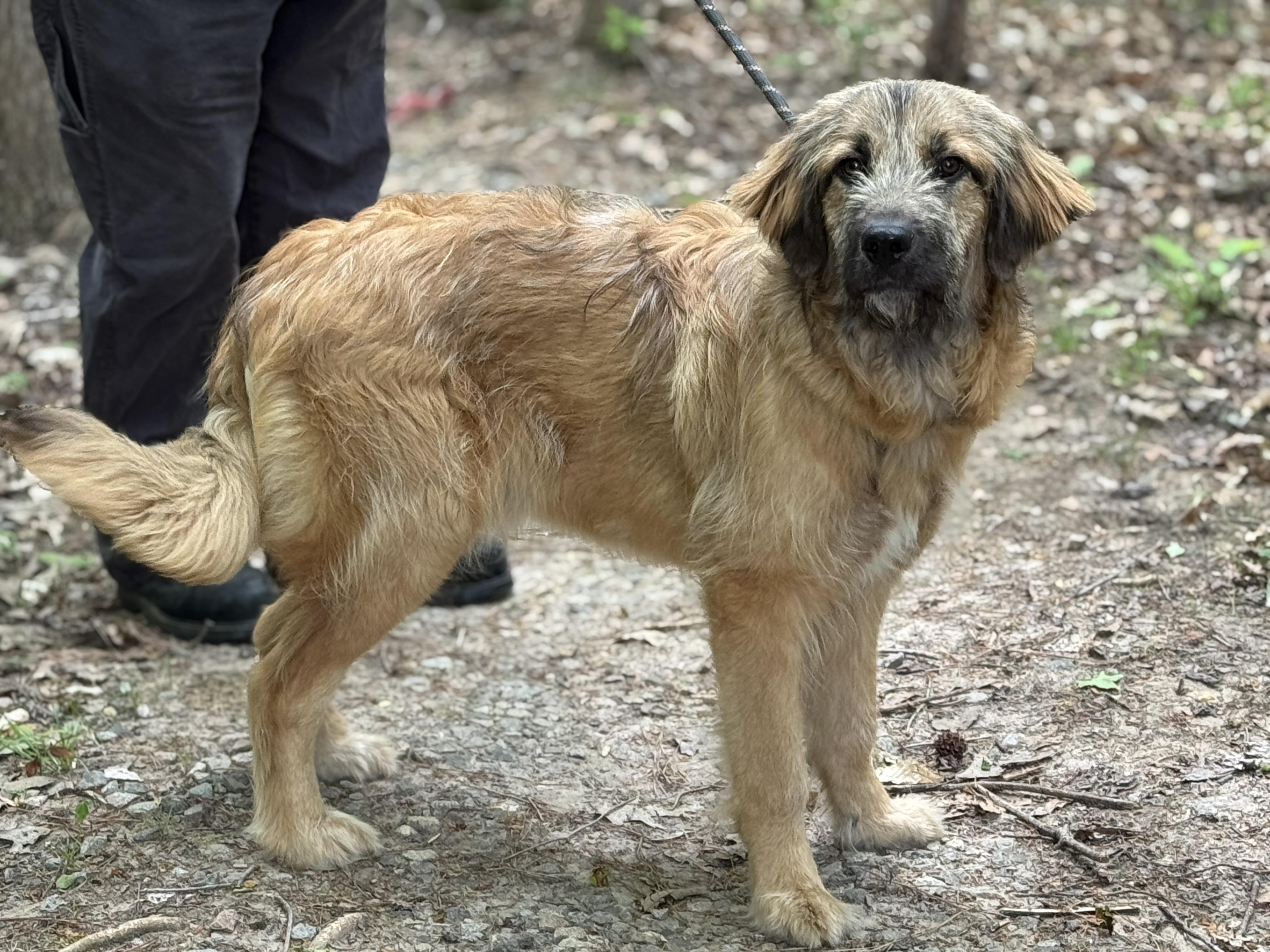 Enlarge Neville, a ADOPTABLE mixed breed in Richmond, VA image 3/6