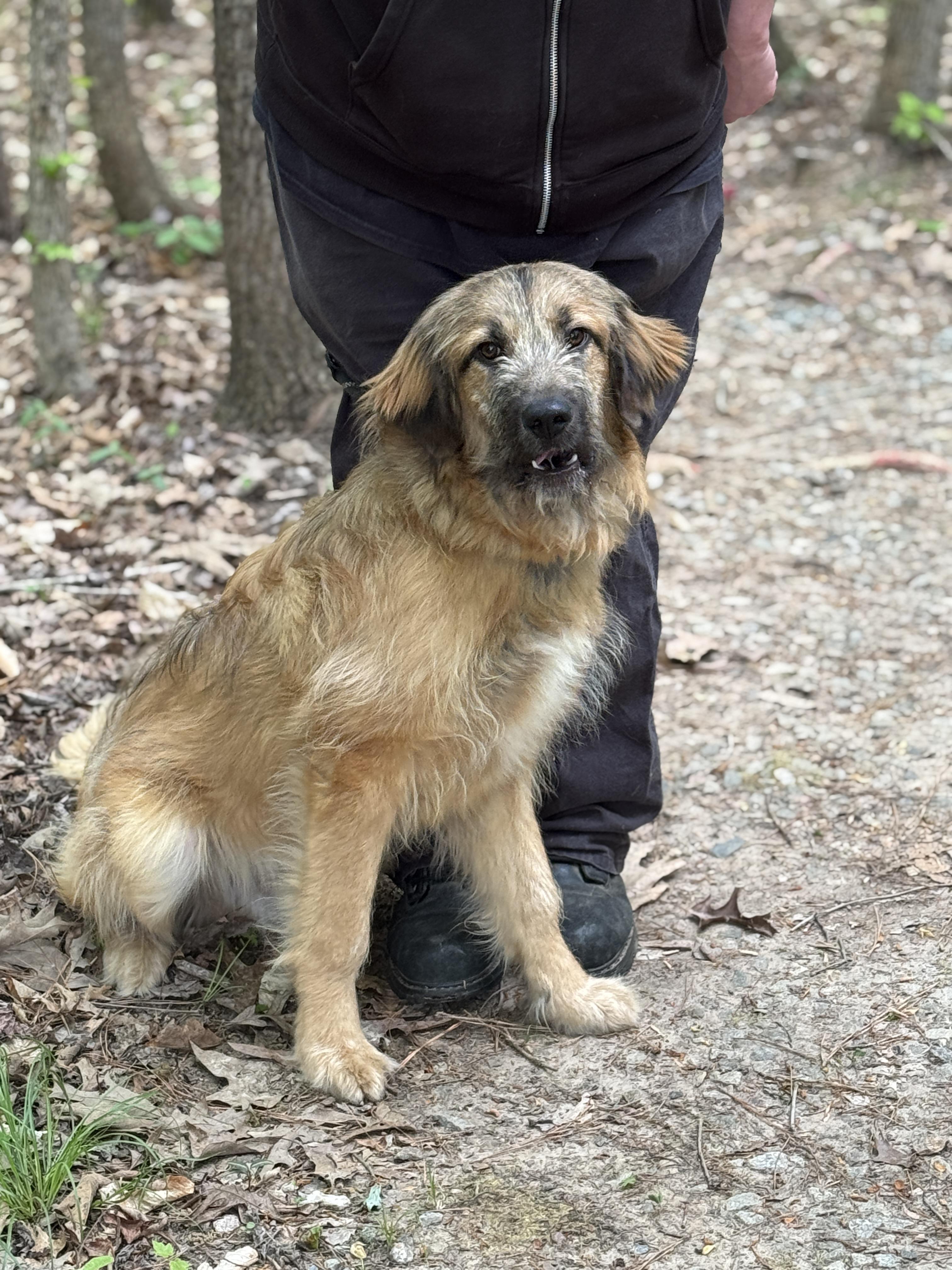 Enlarge Neville, a ADOPTABLE mixed breed in Richmond, VA image 2/6