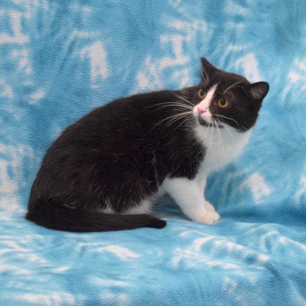 Enlarge Wally, a Adoptable Domestic Short Hair in Eureka, CA image 4/4