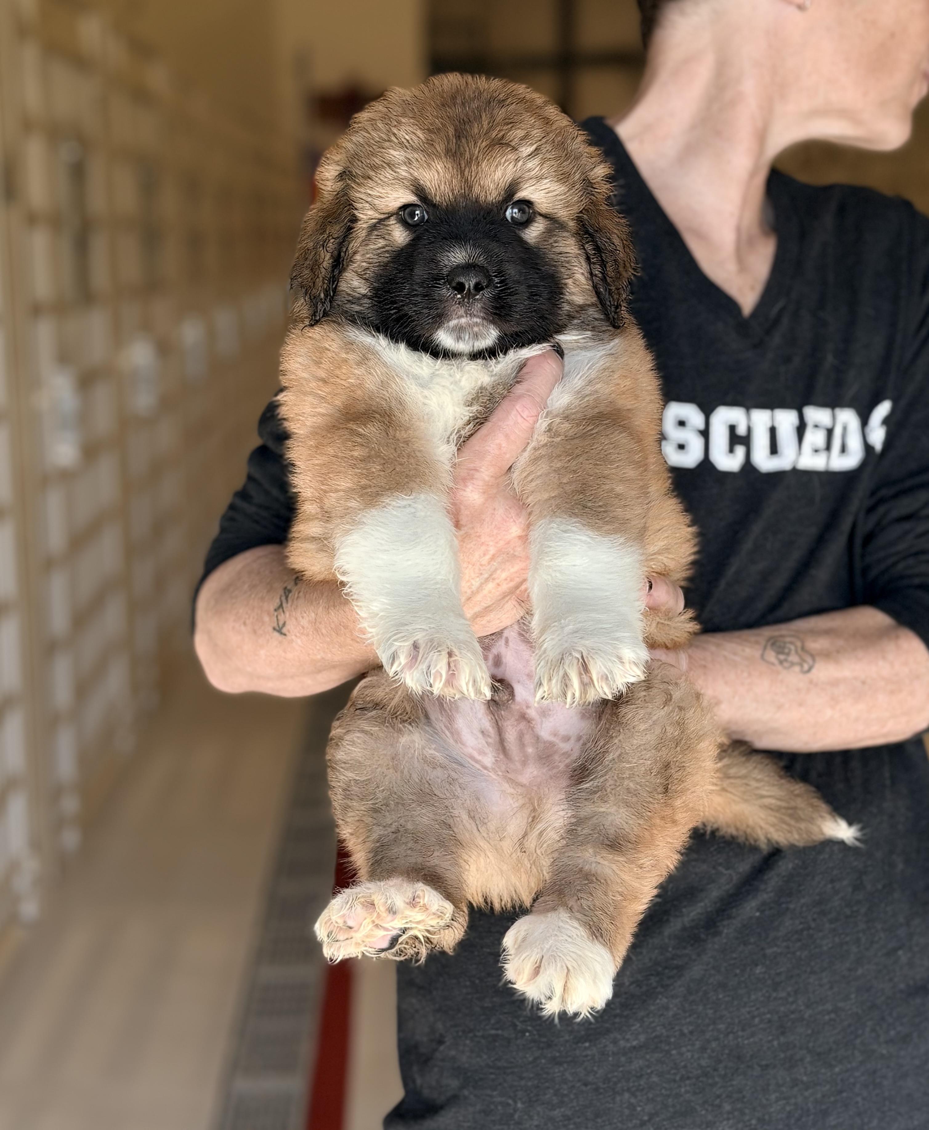 Zeke, adopted, Puppy Male Shepherd.