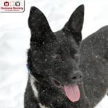 Enlarge Marco, an adopted Shepherd in Nashua, NH image 2/2