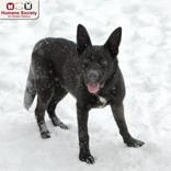 Marco, adopted, Adult Male Shepherd.