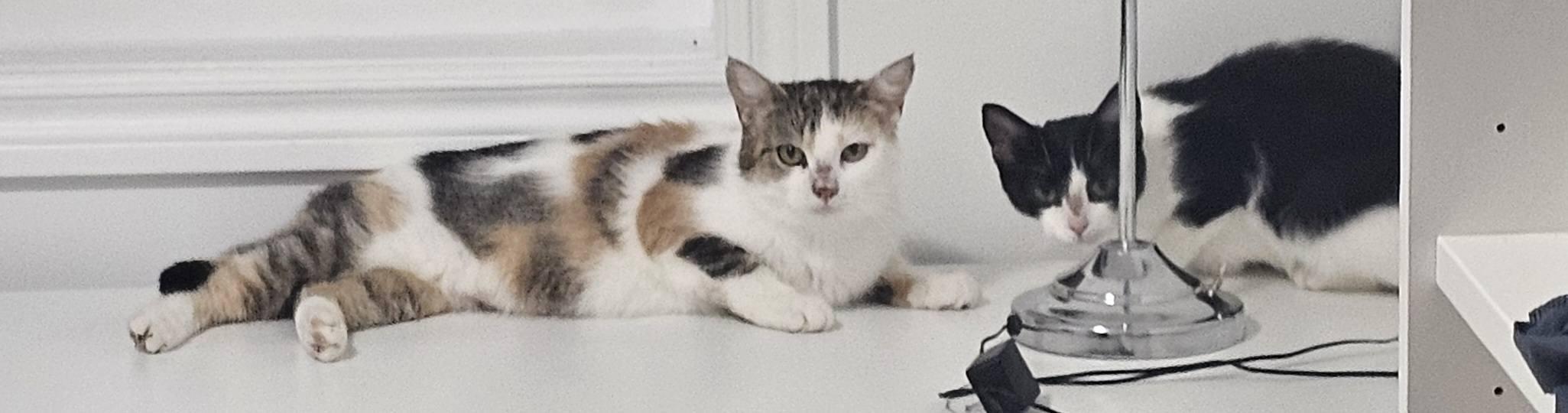 Enlarge Silver, a Adoptable Domestic Short Hair in Spencerville, ON image 1/5