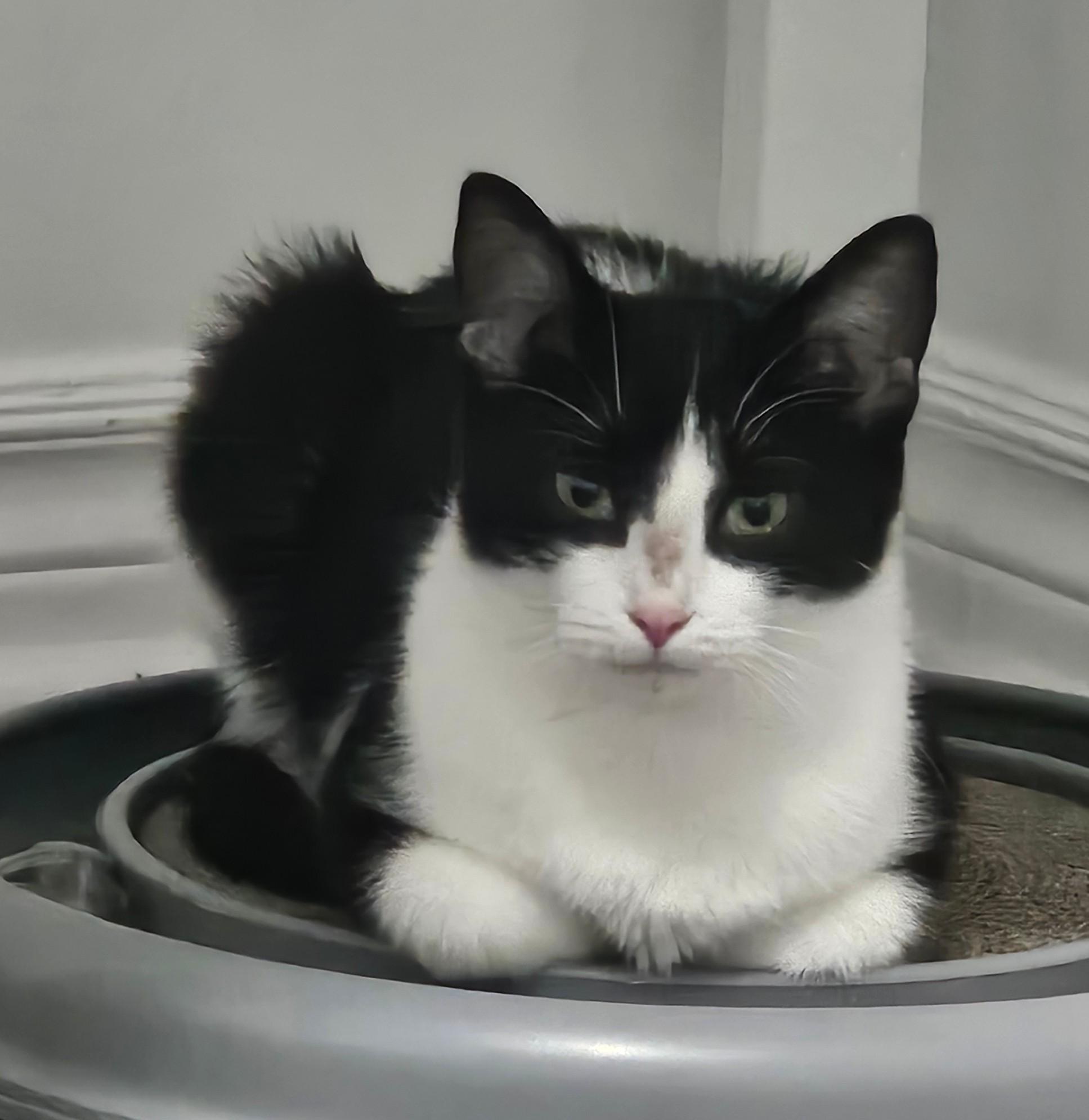 Enlarge Silver, a Adoptable Domestic Short Hair in Spencerville, ON image 2/5