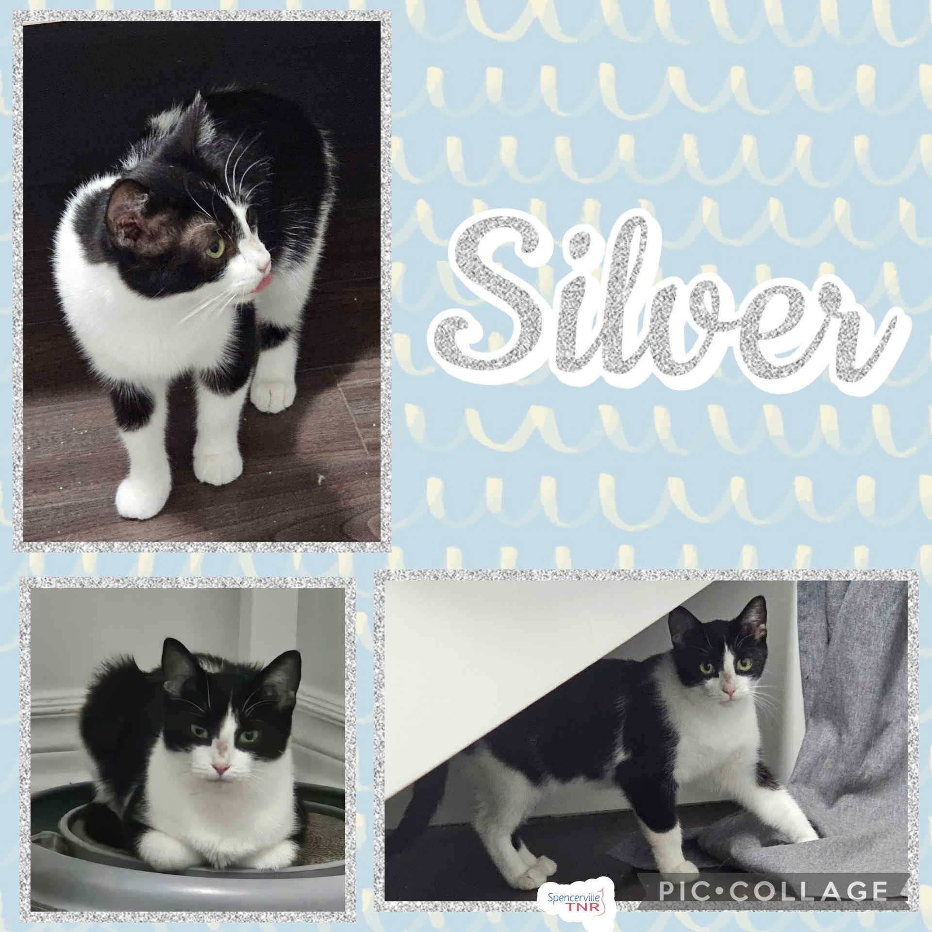 Enlarge Silver, a Adoptable Domestic Short Hair in Spencerville, ON image 3/5