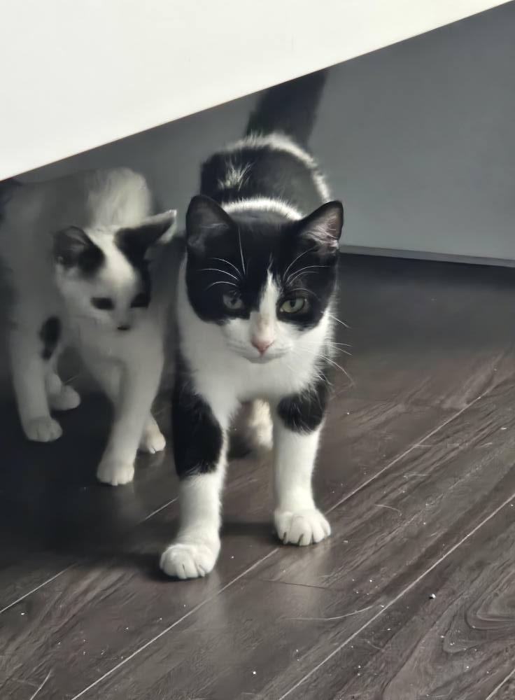 Enlarge Silver, a Adoptable Domestic Short Hair in Spencerville, ON image 4/5