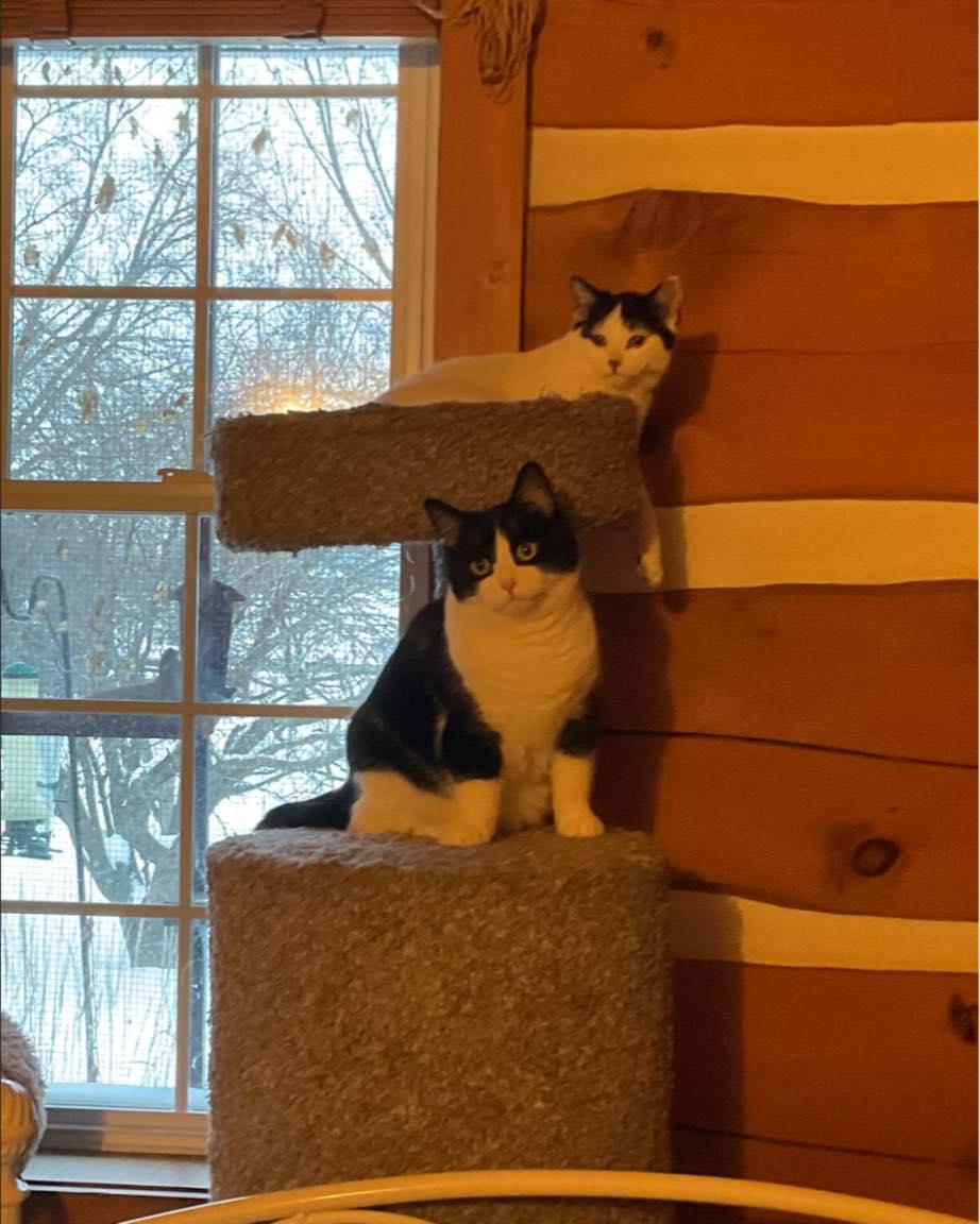 Enlarge Silver, a Adoptable Domestic Short Hair in Spencerville, ON image 5/5