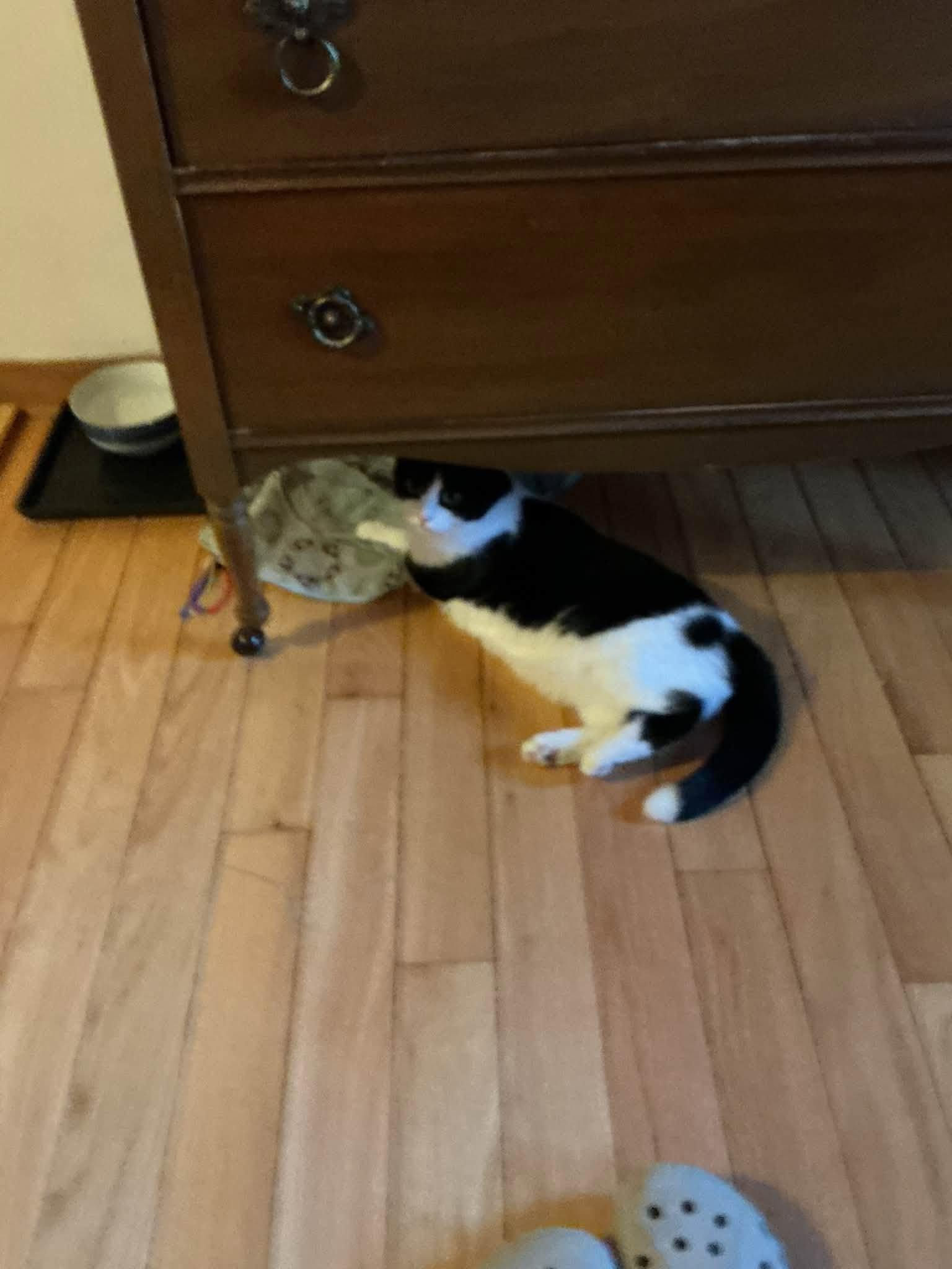 Enlarge Silver, a Adoptable Domestic Short Hair in Spencerville, ON image 5/5