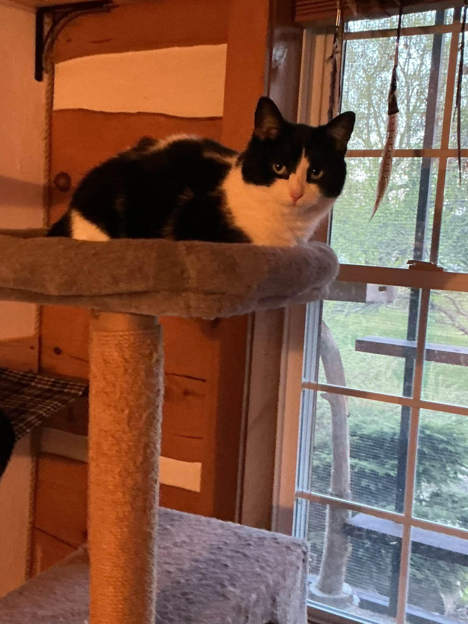 Silver, Adoptable, Adult Female Domestic Short Hair.