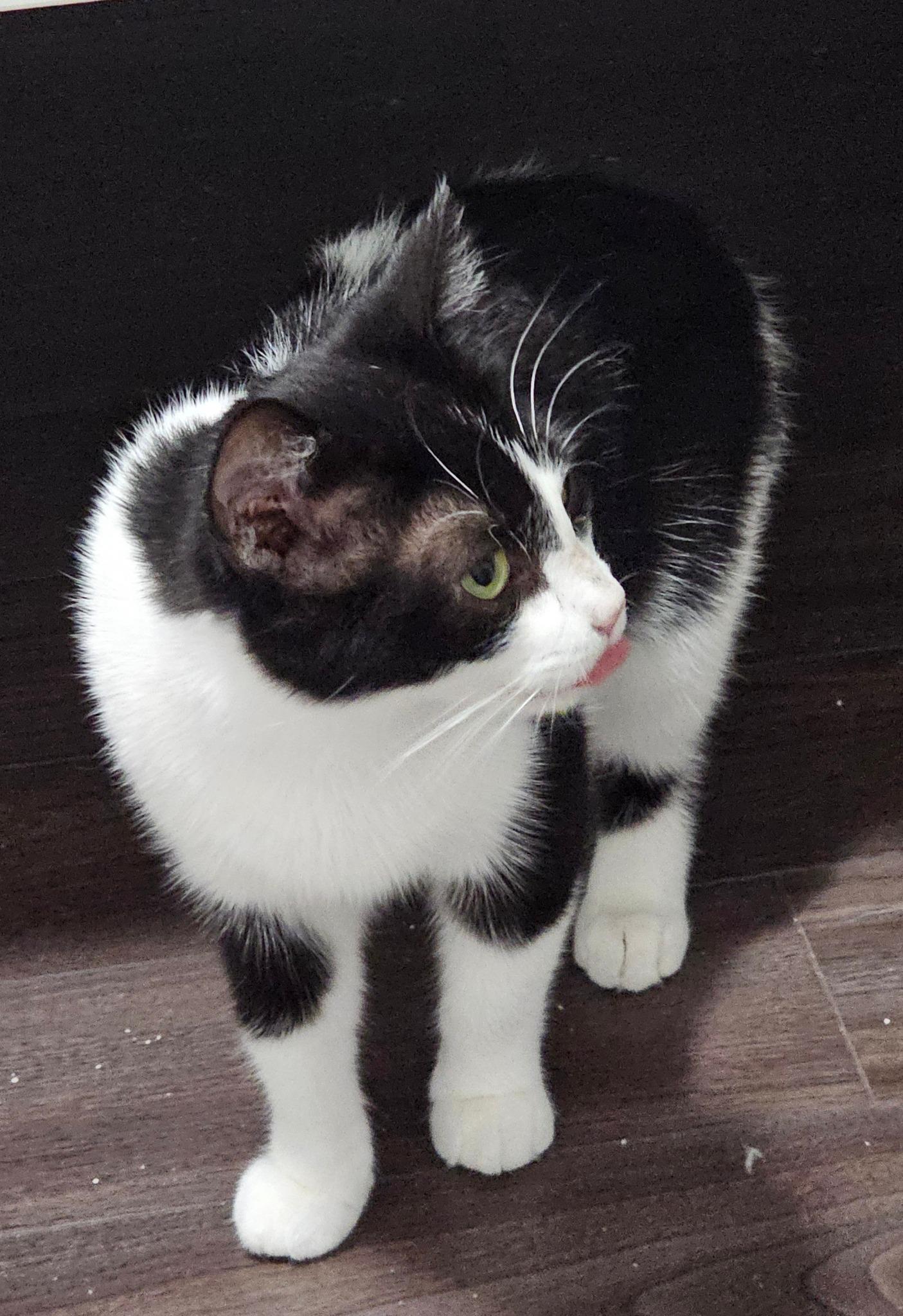 Enlarge Silver, a Adoptable Domestic Short Hair in Spencerville, ON image 5/5