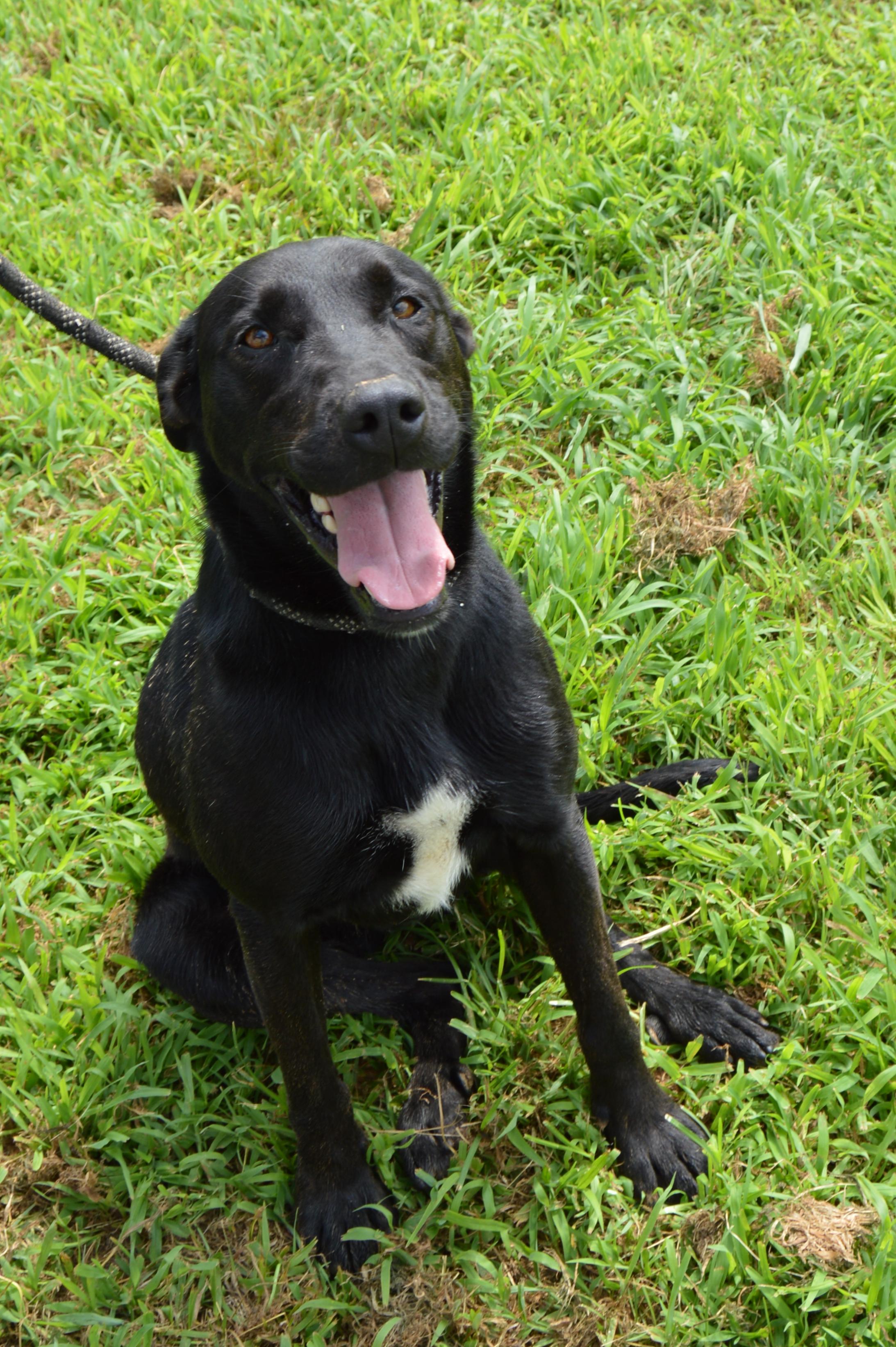 Ida, a Adoptable mixed breed in McKenzie, TN image 1/4