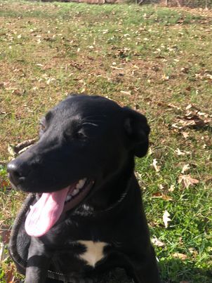 Ida, an adoptable Labrador Retriever in McKenzie, TN, 38201 | Photo Image 3