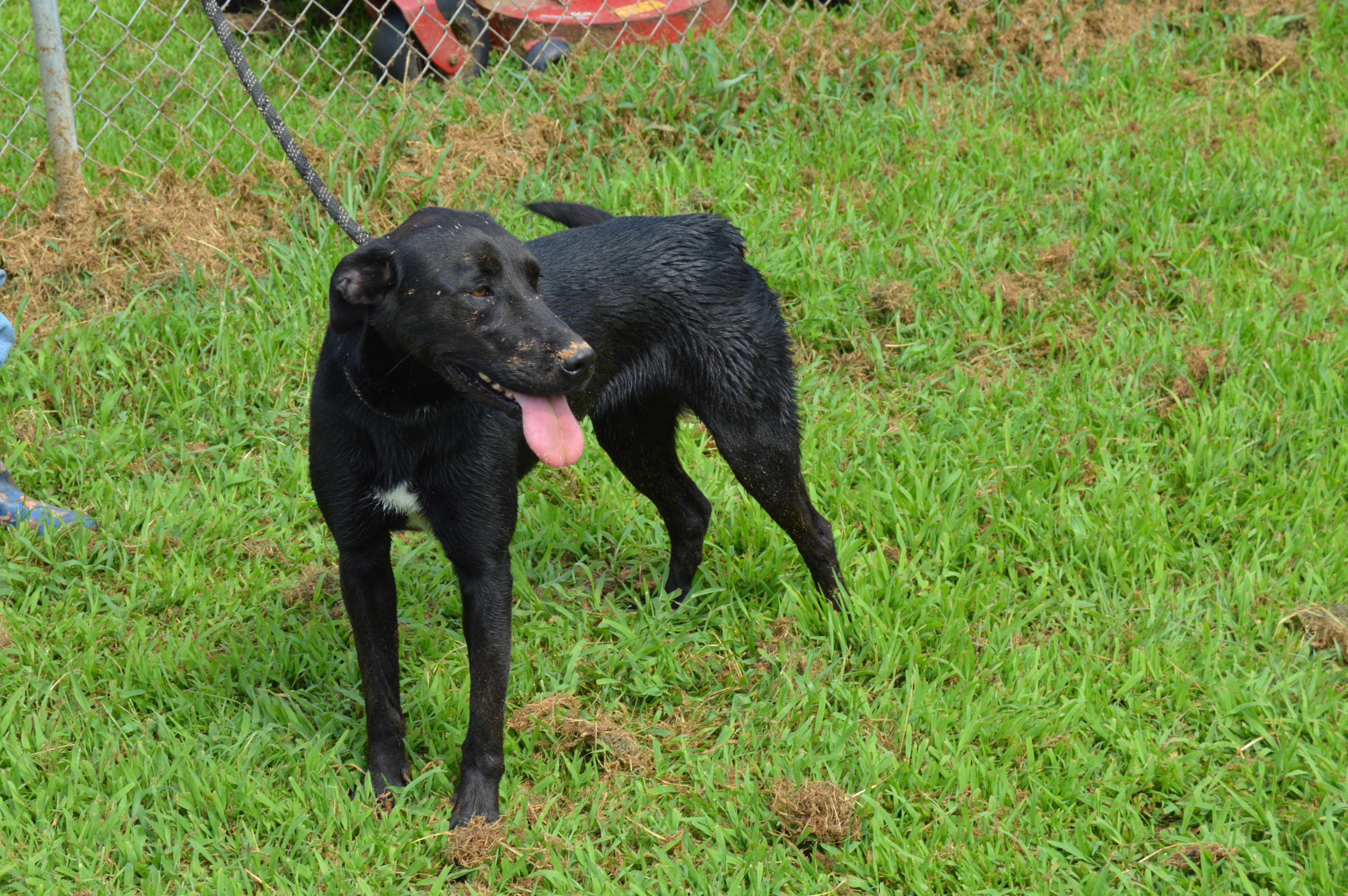 Ida, a Adoptable mixed breed in McKenzie, TN image 2/4