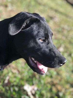 Ida, a Adoptable mixed breed in McKenzie, TN image 4/4