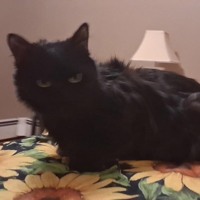 Enlarge Bear, a ADOPTABLE Domestic Long Hair in Stamford, CT image 4/4