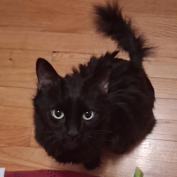 Enlarge Bear, a ADOPTABLE Domestic Long Hair in Stamford, CT image 1/4