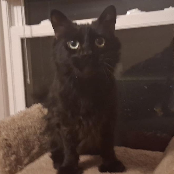 Enlarge Bear, a ADOPTABLE Domestic Long Hair in Stamford, CT image 3/4