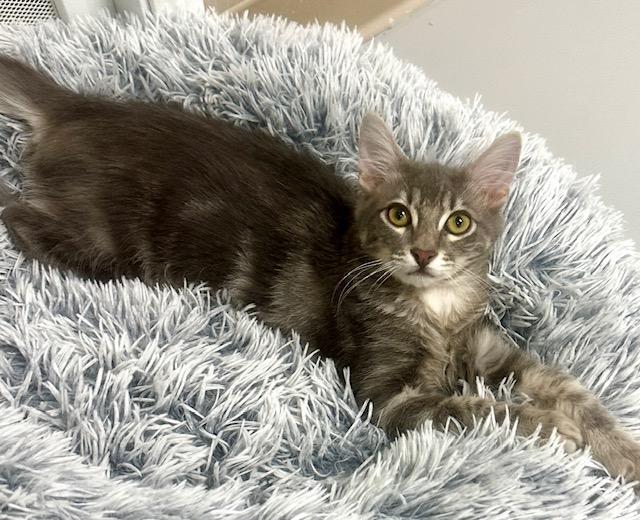 Moonlight, Adoptable, Young Male Maine Coon & Tabby.