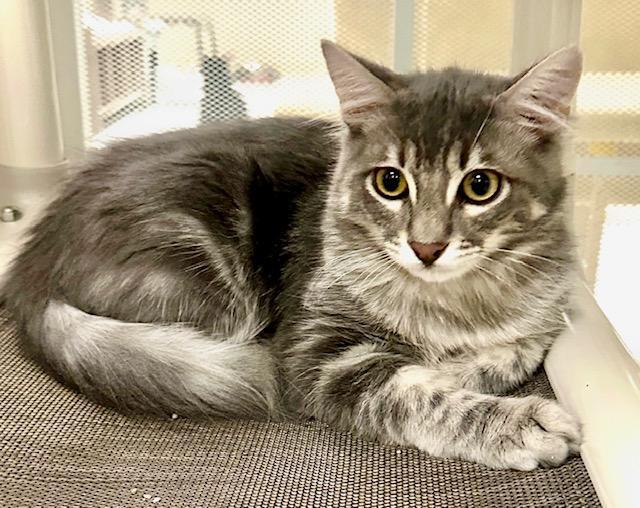 Enlarge Moonlight, a Adoptable mixed breed in West Hills, CA image 2/3