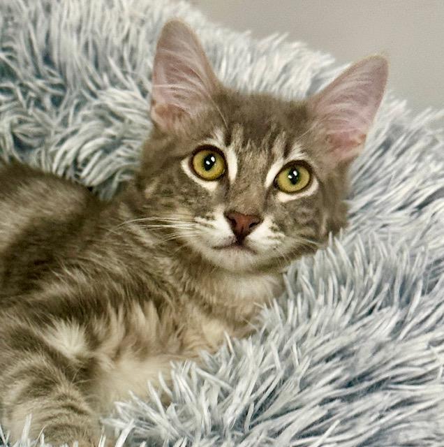 Enlarge Moonlight, a Adoptable mixed breed in West Hills, CA image 3/3