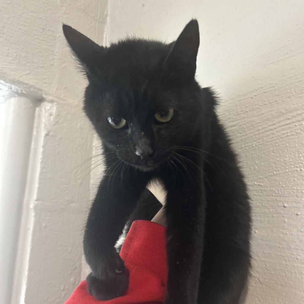 Enlarge Salem, a Adoptable Domestic Short Hair in Clanton, AL image 1/1