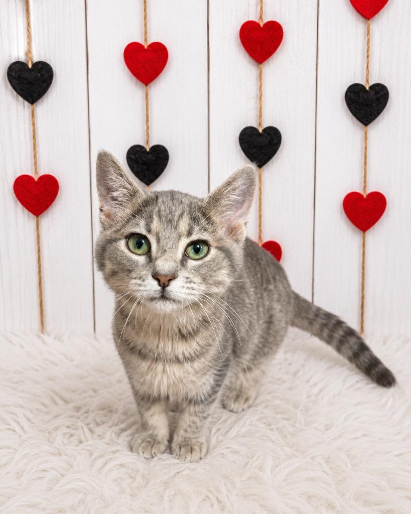Enlarge Cherry Pie, a Adoptable mixed breed in Corpus Christi, TX image 1/2