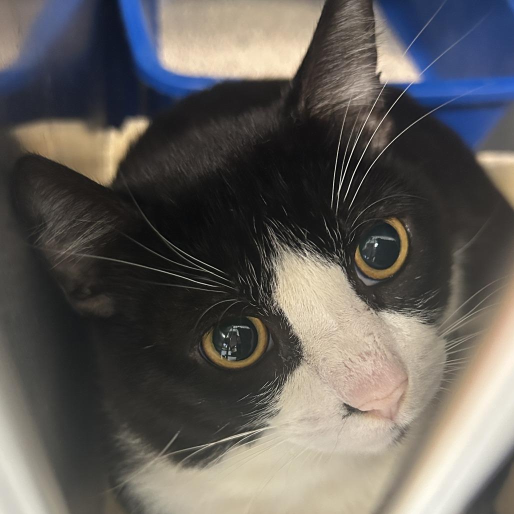 Enlarge Sailor Cat Voyager, a Adoptable Domestic Short Hair in Tacoma, WA image 1/1