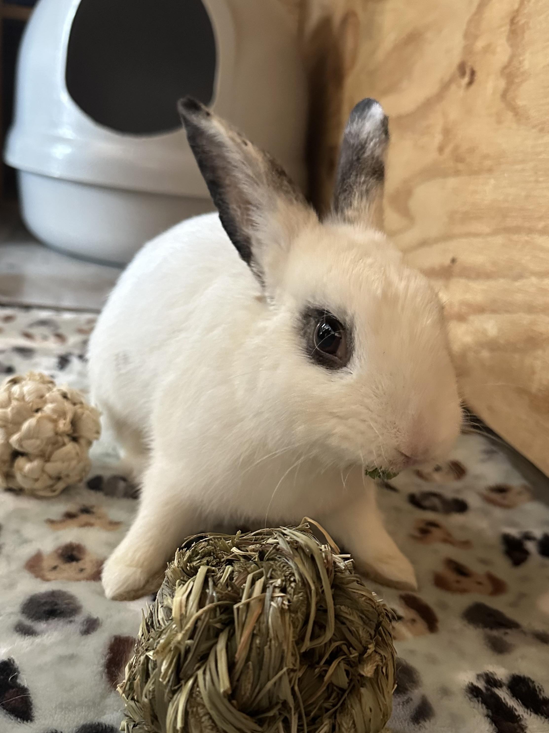 Mobie, ADOPTABLE, Young Male Hotot.