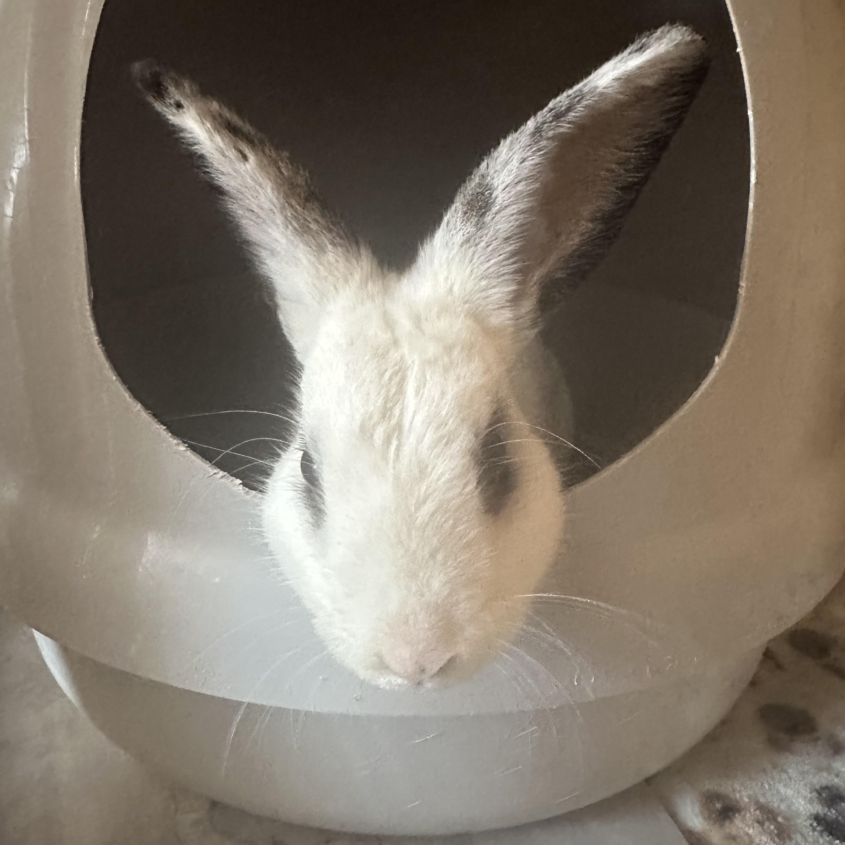 Mobie, a ADOPTABLE Hotot in Philadelphia, PA image 3/3