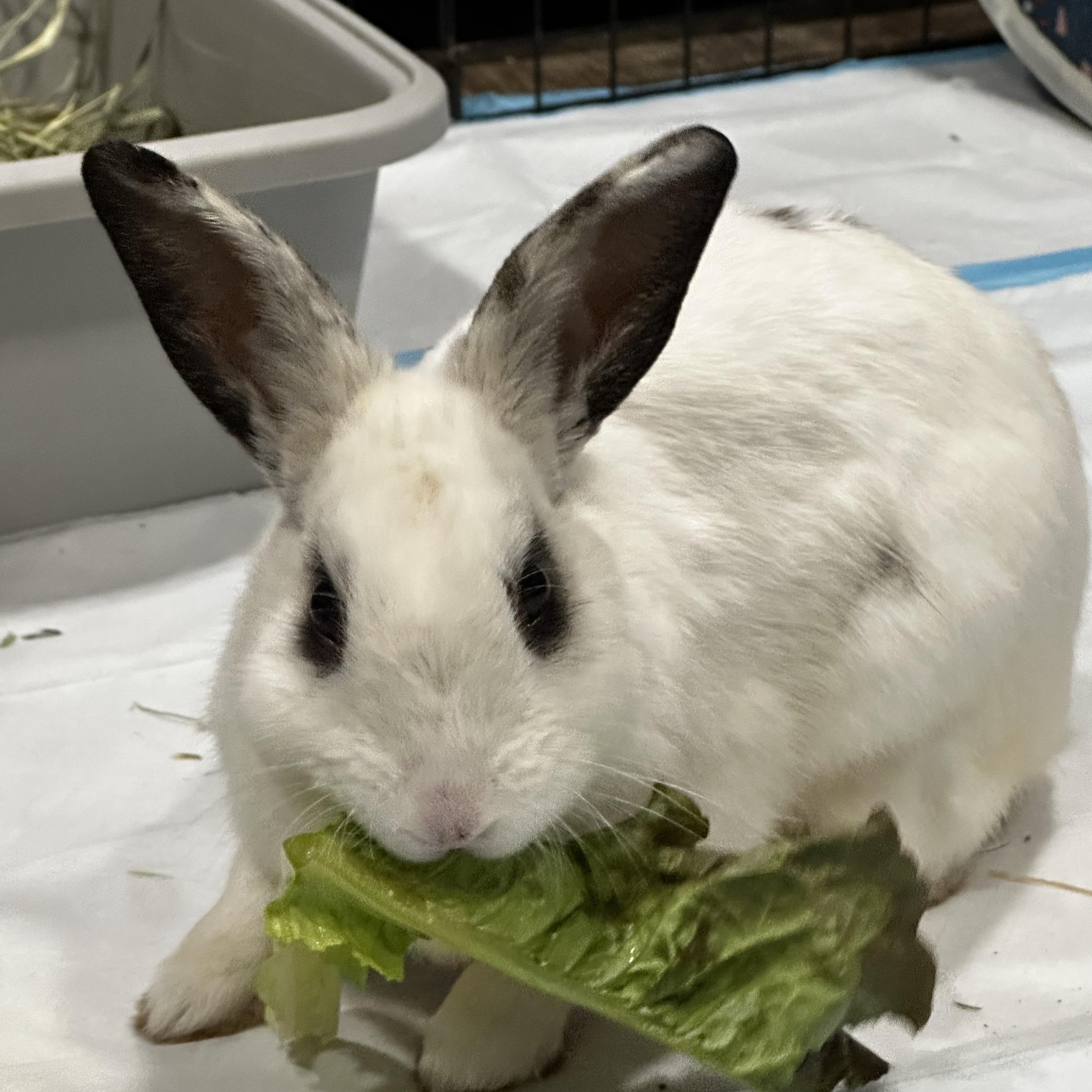 Mobie, a ADOPTABLE Hotot in Philadelphia, PA image 2/3