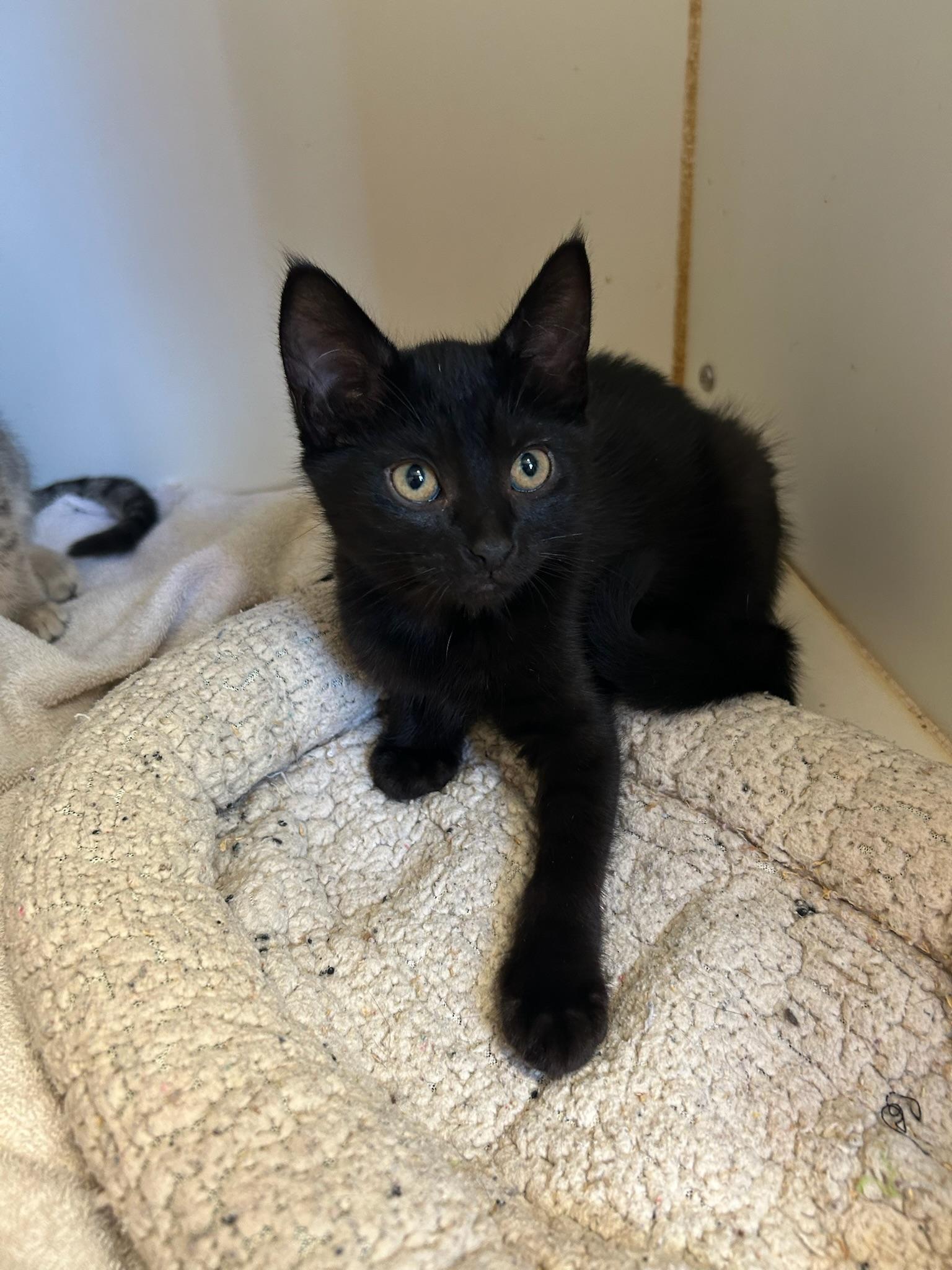 Cedar, a ADOPTABLE Domestic Short Hair in Kent, WA image 2/3
