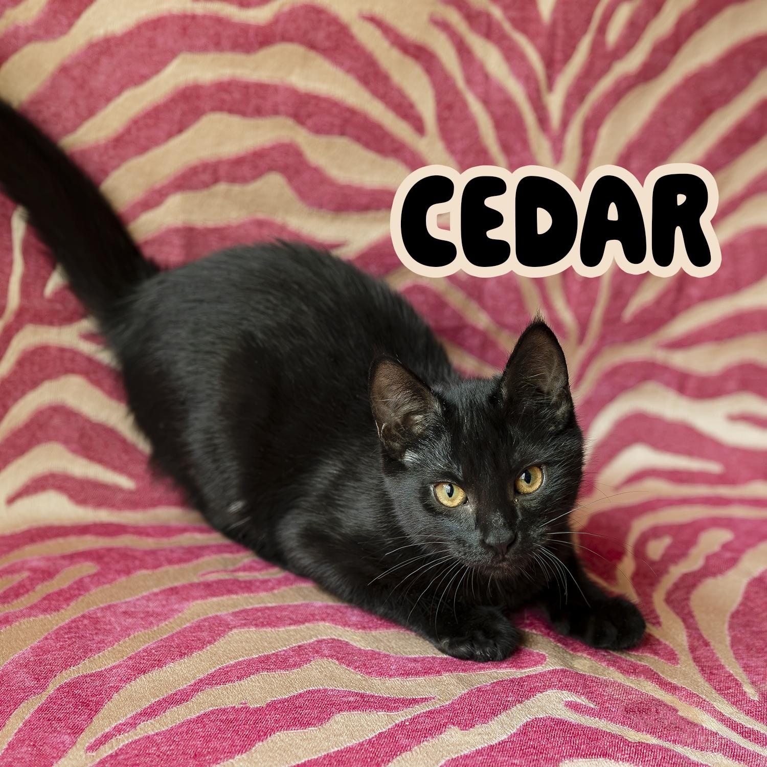 Cedar, a ADOPTABLE Domestic Short Hair in Kent, WA image 1/3