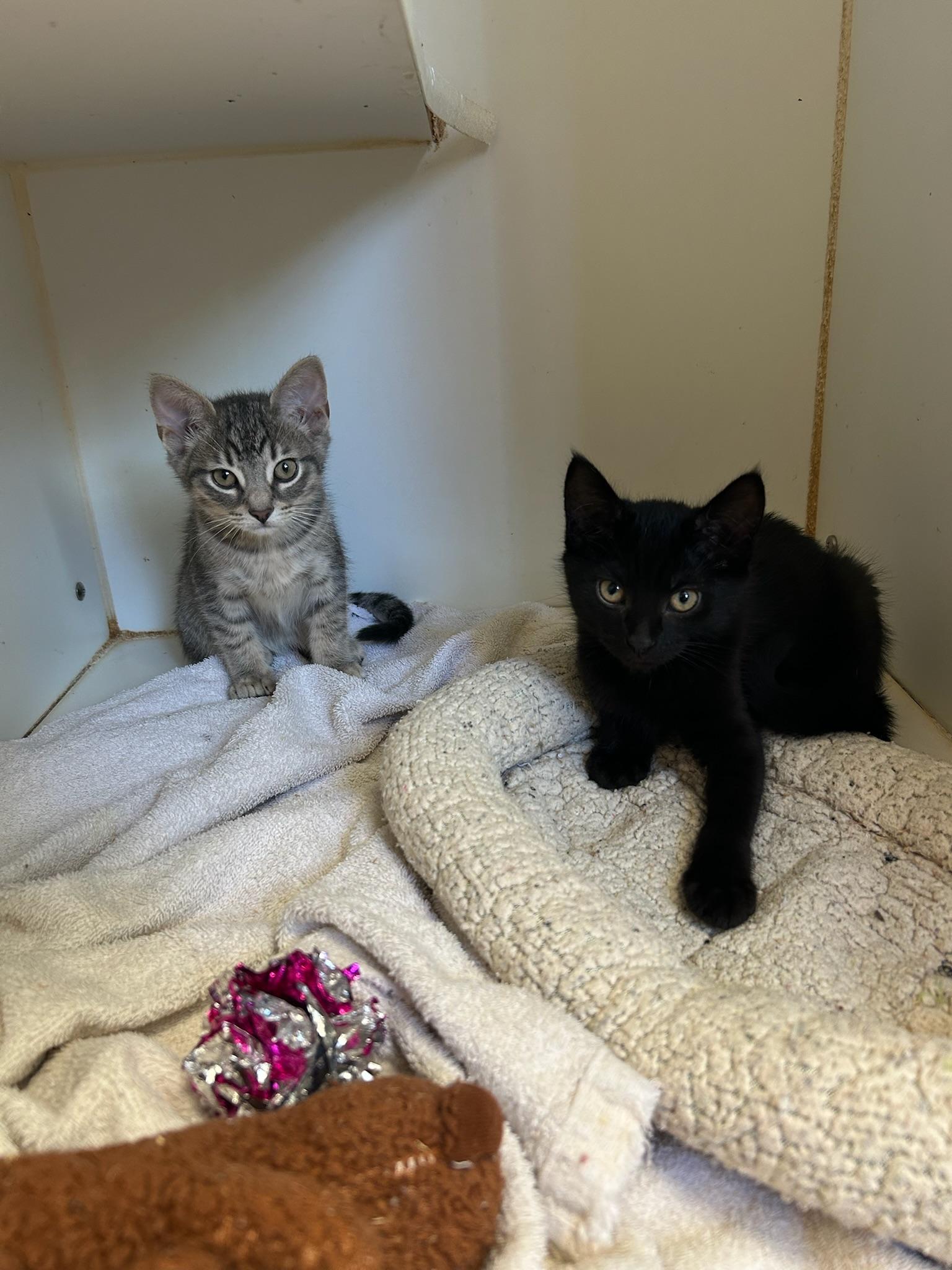 Cedar, a ADOPTABLE Domestic Short Hair in Kent, WA image 3/3