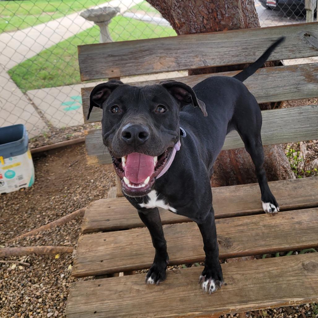 Enlarge Gracie, a Adoptable Pit Bull Terrier in Duncan, OK image 1/6