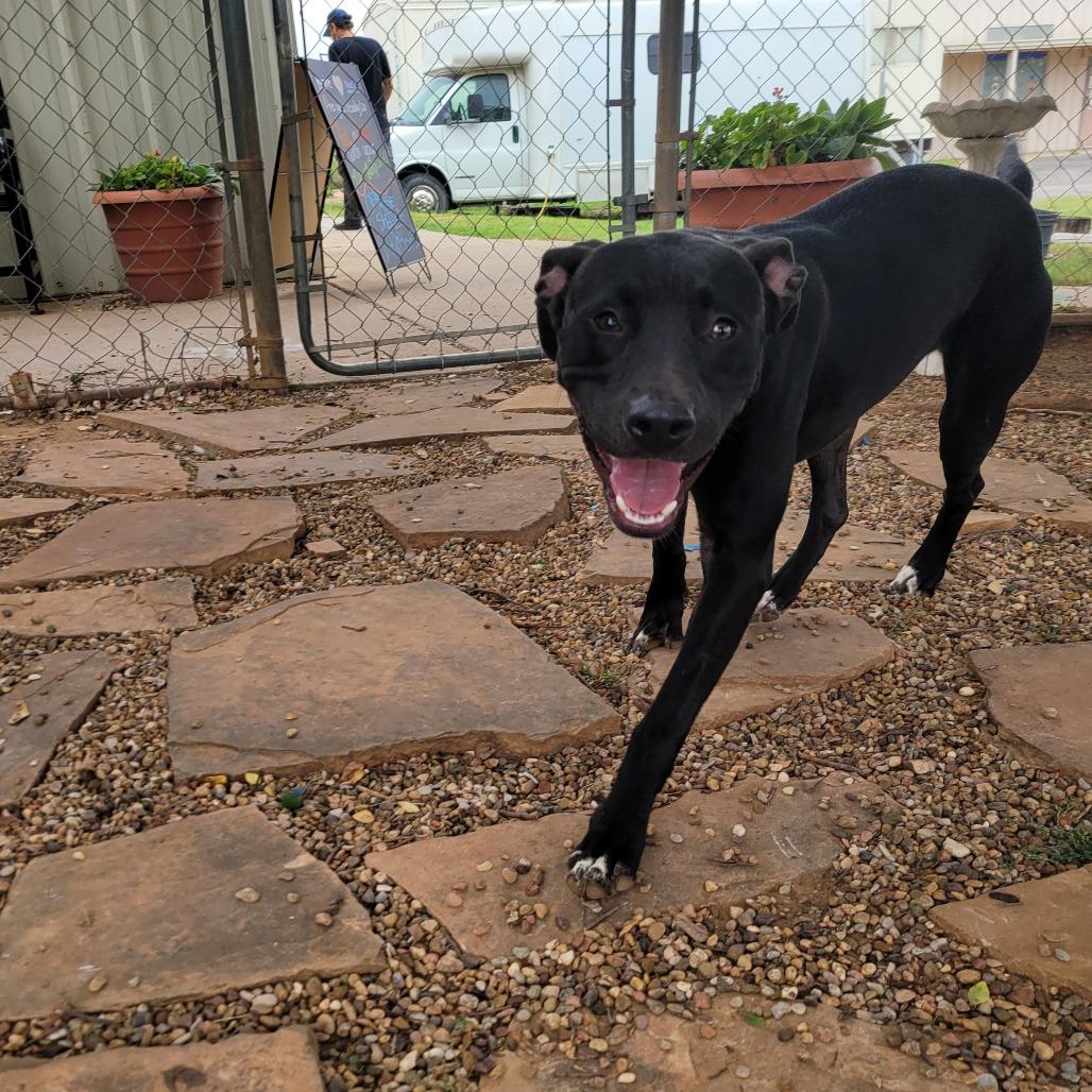 Enlarge Gracie, a Adoptable Pit Bull Terrier in Duncan, OK image 2/6