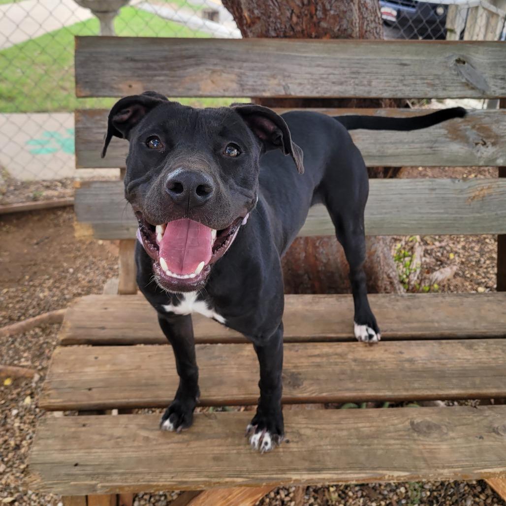 Enlarge Gracie, a Adoptable Pit Bull Terrier in Duncan, OK image 3/6