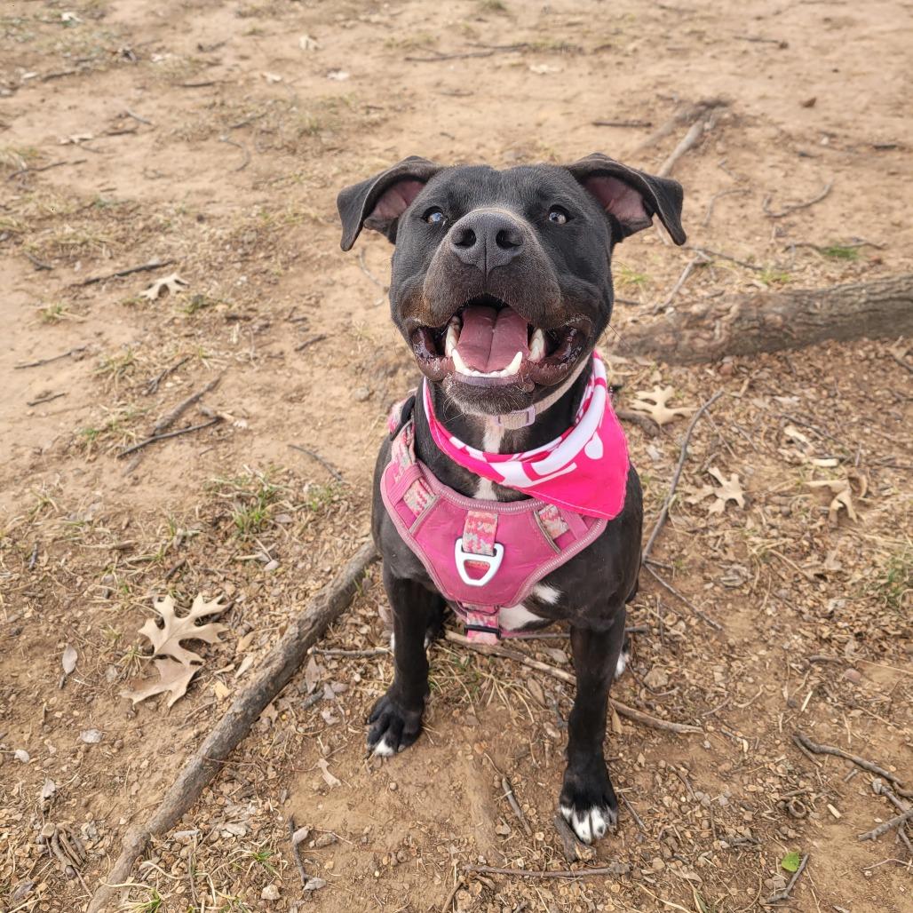 Enlarge Gracie, a Adoptable Pit Bull Terrier in Duncan, OK image 4/6