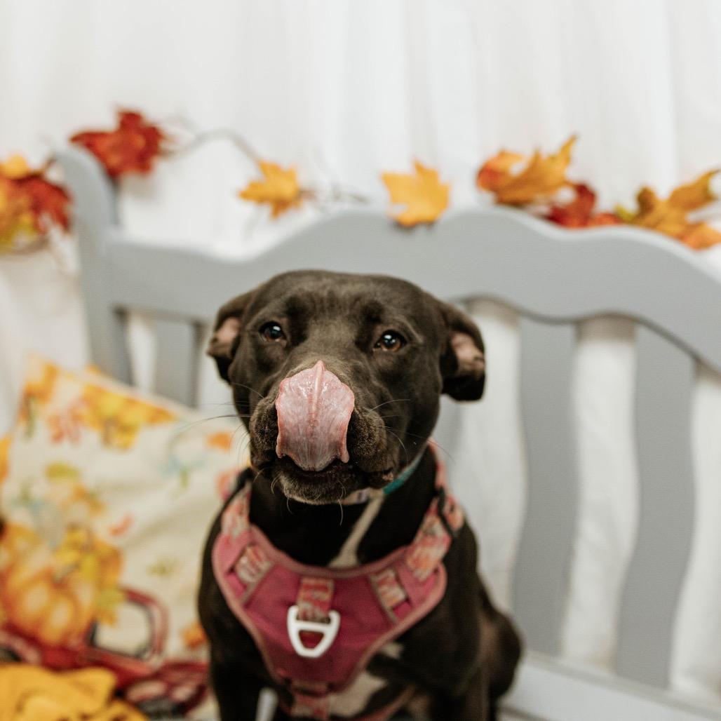 Enlarge Gracie, a Adoptable Pit Bull Terrier in Duncan, OK image 4/6