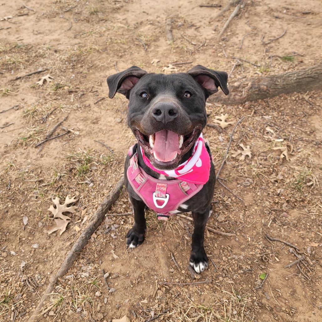 Enlarge Gracie, a Adoptable Pit Bull Terrier in Duncan, OK image 4/6