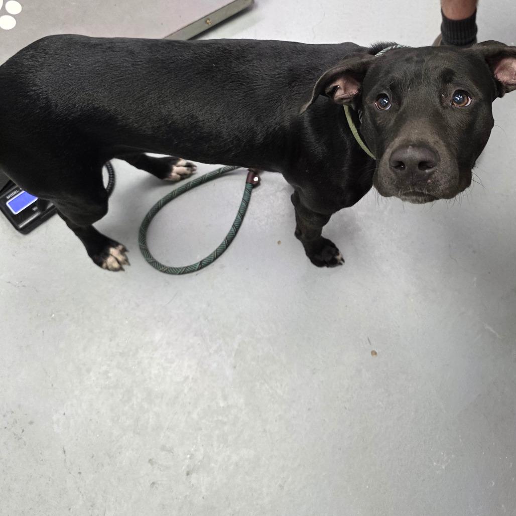 Enlarge Gracie, a Adoptable Pit Bull Terrier in Duncan, OK image 5/6