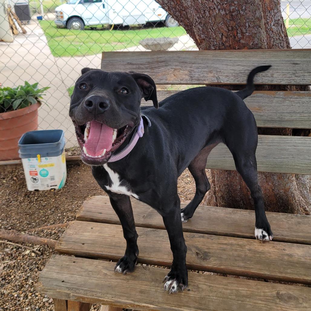 Enlarge Gracie, a Adoptable Pit Bull Terrier in Duncan, OK image 6/6