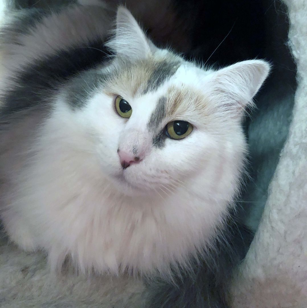 DAPHNE + VELMA, a Adoptable Calico in Albany, NY image 1/6