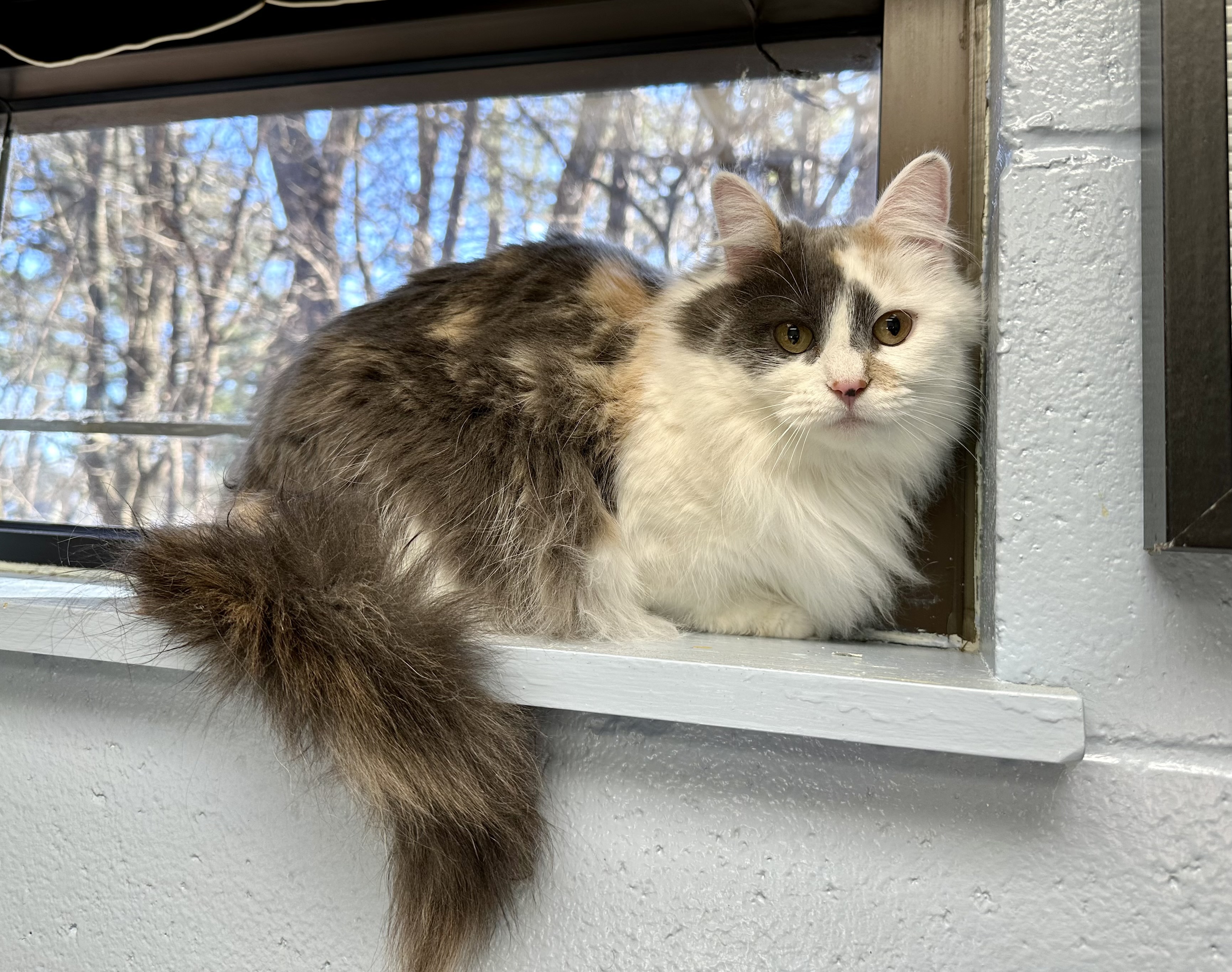 DAPHNE + VELMA, a Adoptable Calico in Albany, NY image 2/6