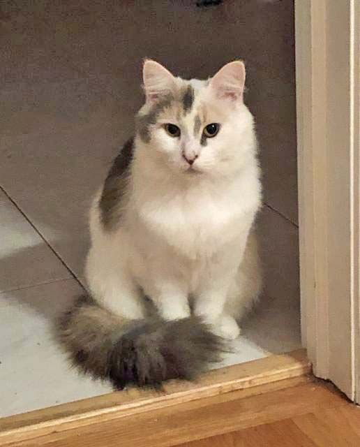 DAPHNE + VELMA, a Adoptable Calico in Albany, NY image 3/6