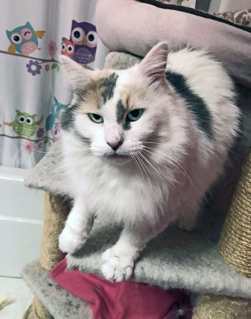 DAPHNE + VELMA, a Adoptable Calico in Albany, NY image 4/6