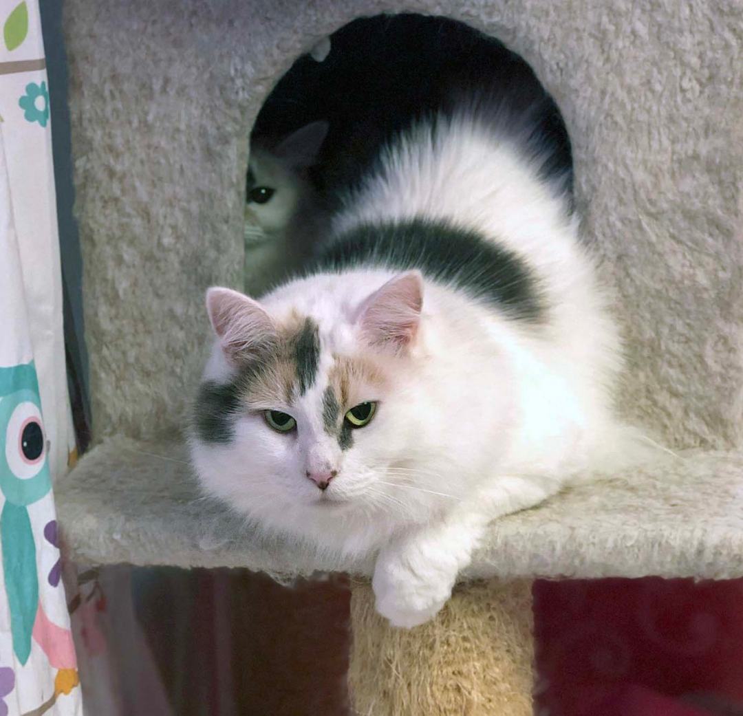 DAPHNE + VELMA, a Adoptable Calico in Albany, NY image 5/6