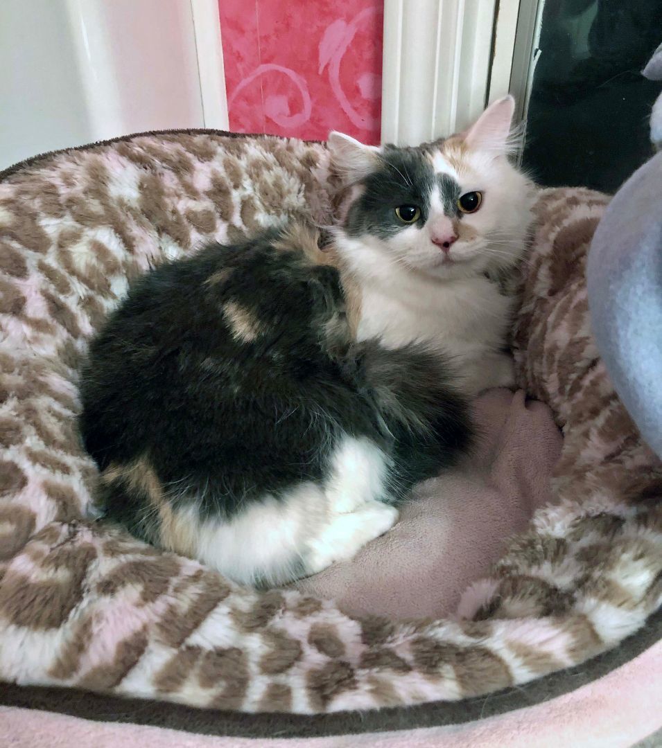 DAPHNE + VELMA, a Adoptable Calico in Albany, NY image 6/6